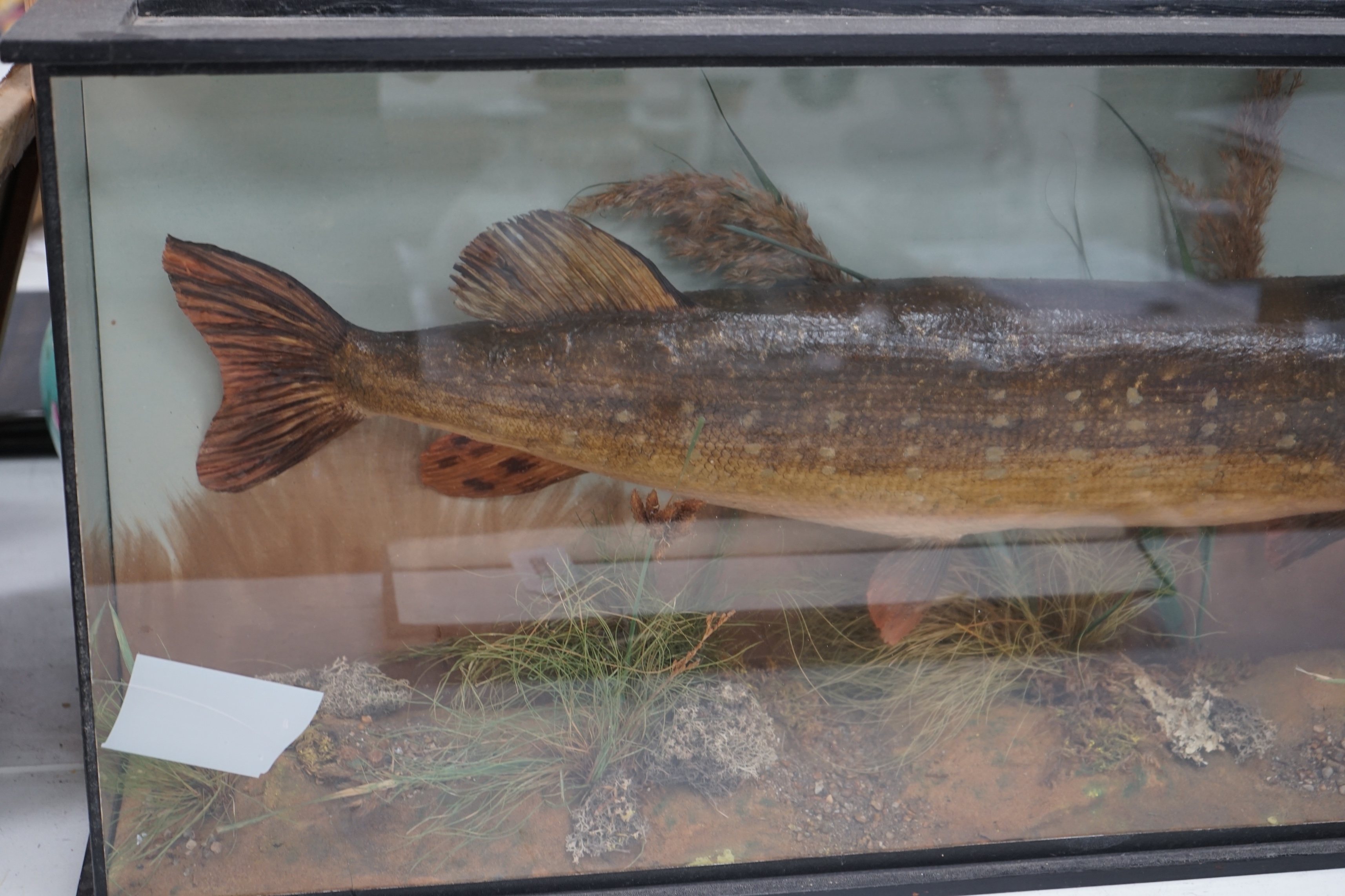 A taxidermic pike with plaque inscribed 'Caught. Wire Mill. Dec. 1st 1935. 11 lbs', 94cm wide. Condition - fair, glass cracked